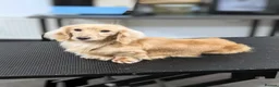 Miniature Dachshund dogs for sale: From IVDD Screened parents shadedcream mini longs  - Advert 8