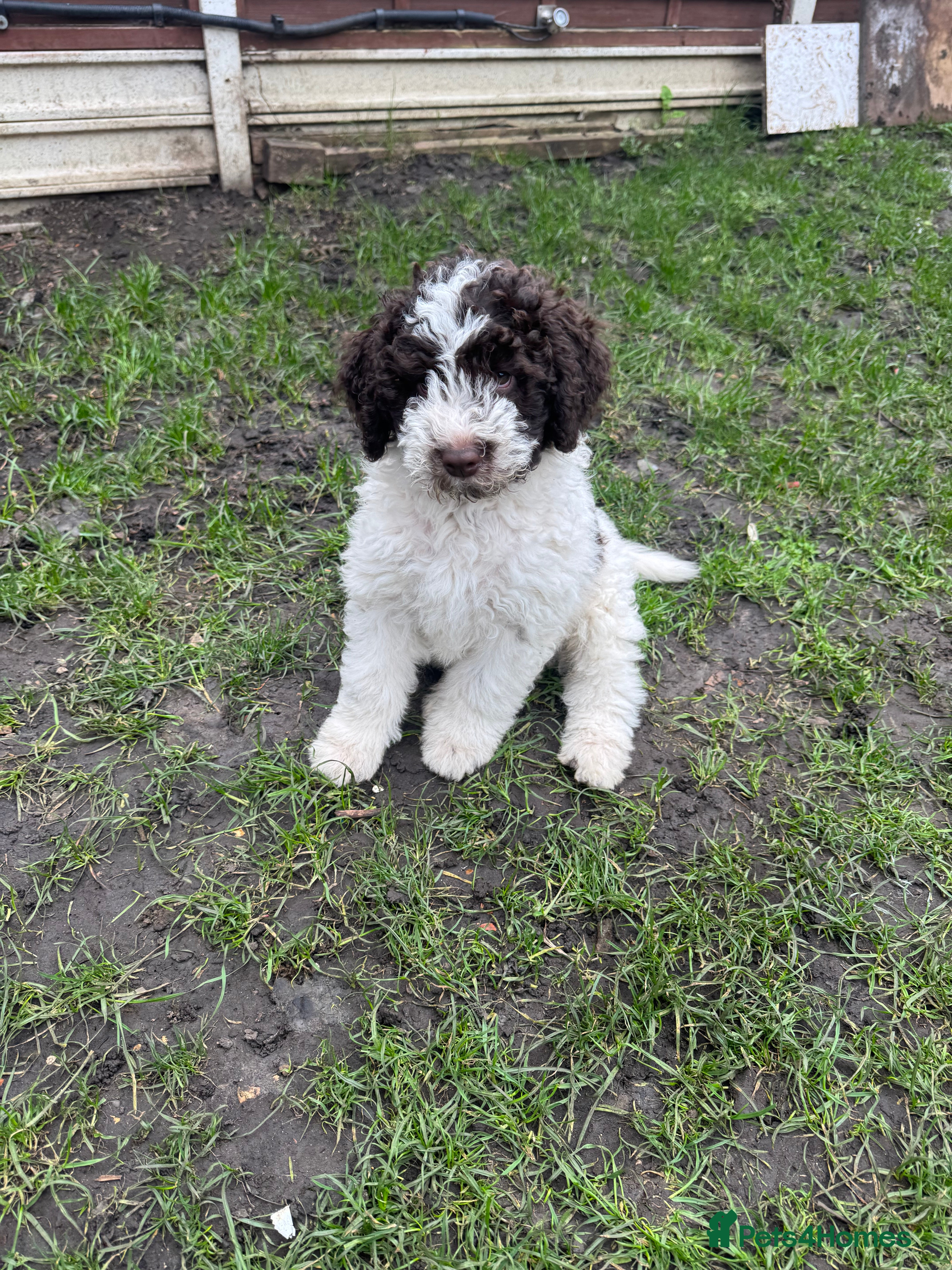 Lagotto Romagnolo dogs Lagotto Romagnolo puppy – fully vaccinated  - Advert 2