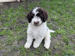 Lagotto Romagnolo dogs Lagotto Romagnolo puppy – fully vaccinated - Advert 2