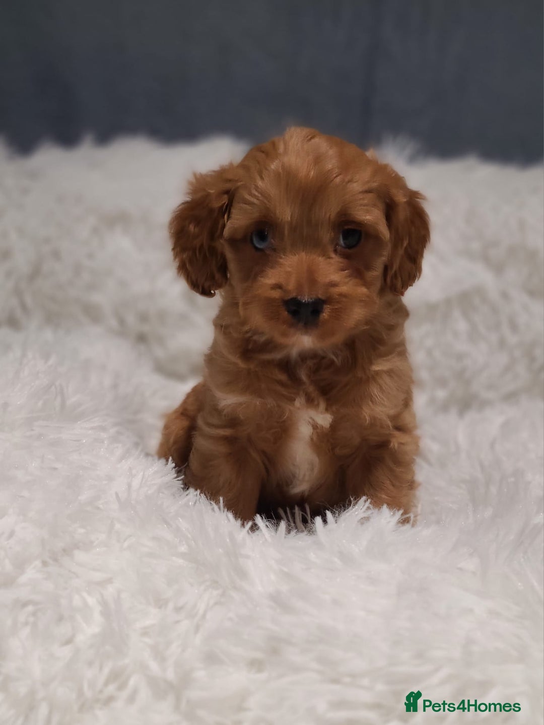 Cavapoo dogs for sale: Stunning Toy Cavapoo Puppies DNA Tested Parents - Advert 10