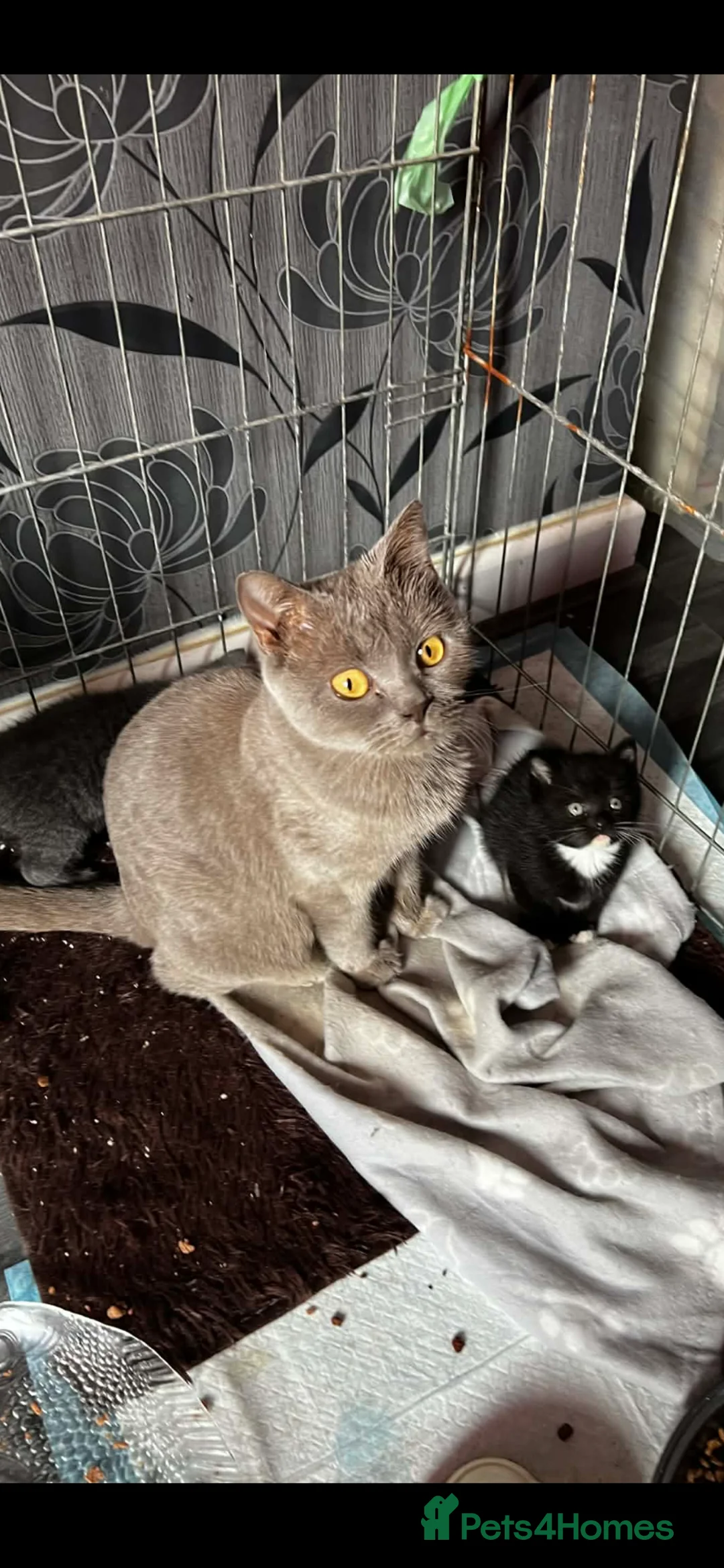 Mixed Breed cats for sale: Stunning BSH cross kitten ready now  - Advert 3