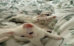 Ragdoll cats for sale: 8 ragdoll kittens, flame point, seal & blue point - Image 26