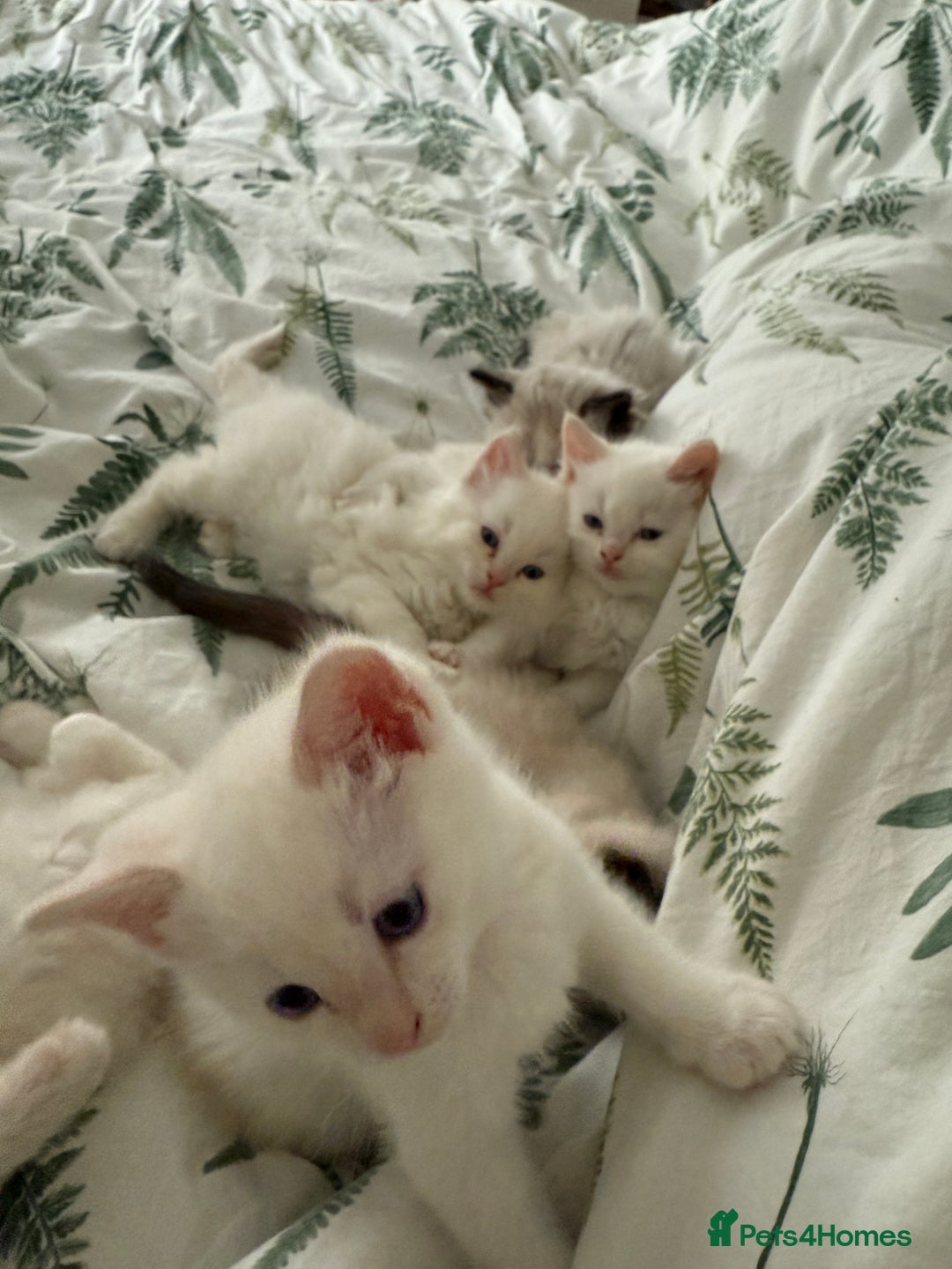 Ragdoll cats for sale: 8 ragdoll kittens, flame point, seal & blue point - Image 26