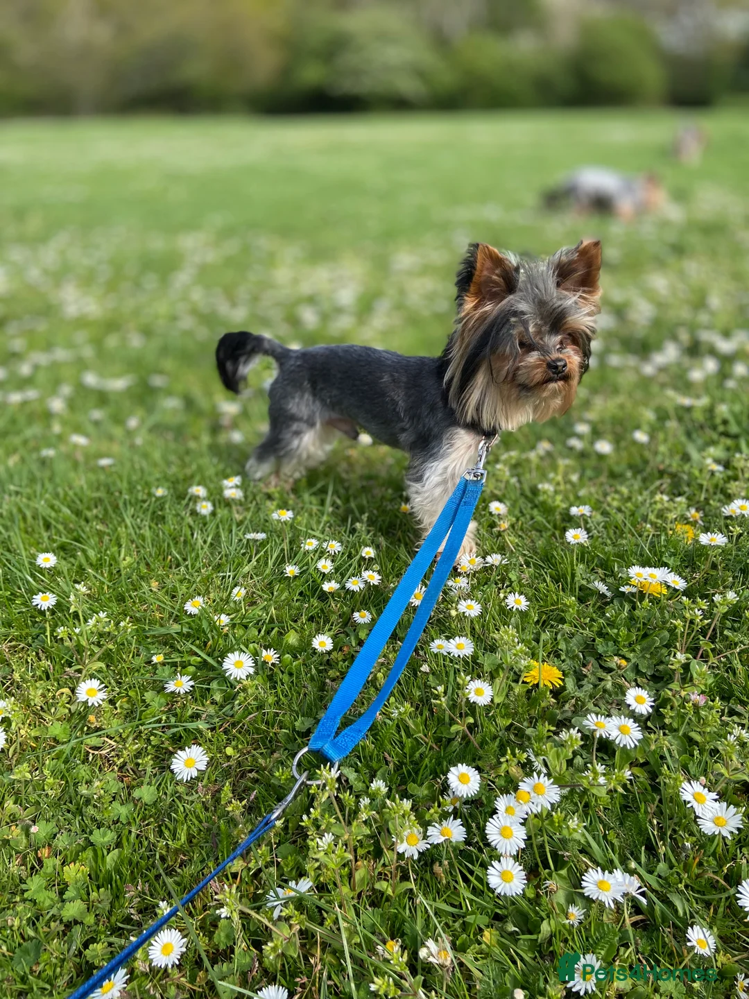 Yorkshire Terrier dogs for stud: Rocky in Hornchurch - Advert 11