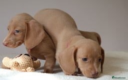 Miniature Dachshund dogs for sale: 🌟5StarsLicense+Holistic+KC+VetCheck+PRAClear - Image 1