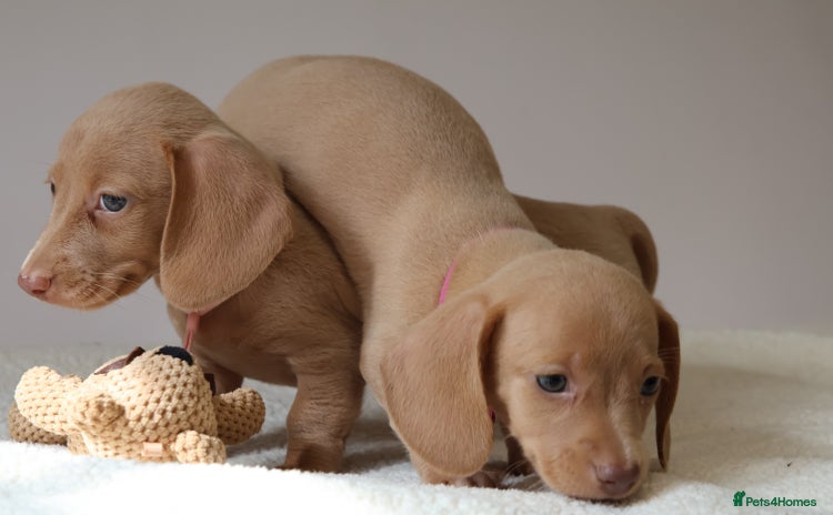 Miniature Dachshund dogs - Advert 10