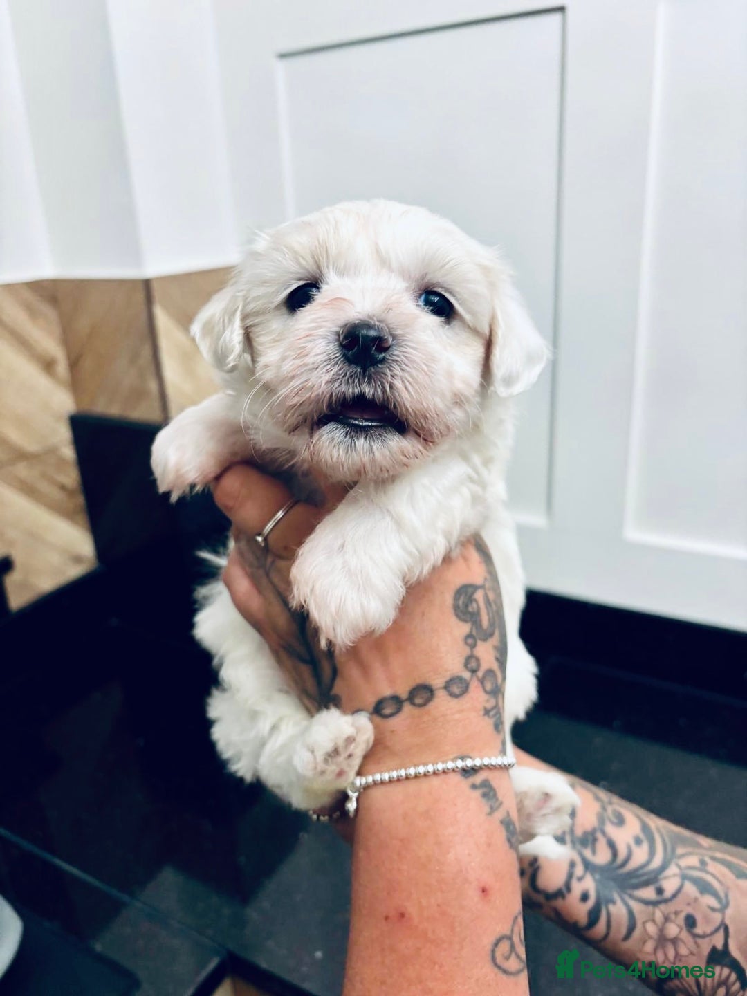 Mixed Breed dogs for sale: READY 🩷🩵F1 Coton de tulear  cross Maltese 😍 - Image 1