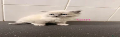 Ragdoll 3
