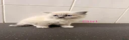 Ragdoll cats for sale: Ragdoll kittens2boy 1 girl £325 - Advert 18