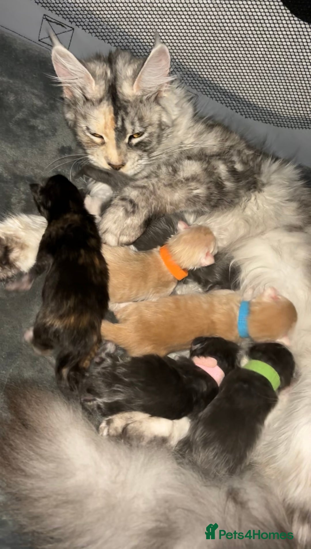 Maine Coon cats for sale: Beautiful RARE coloured Maine Coons - Image 24