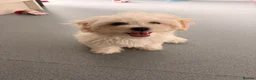 Bichon Frise dogs for sale: Cute white bichon frise puppy looking for new home - Advert 5