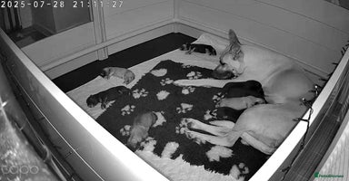 German Shepherd dogs - Advert 6