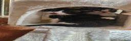 Mixed Breed cats for sale: Two beautiful boys available  - Advert 8