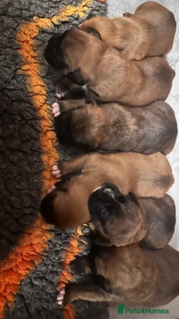 Boxer dogs - Advert 1