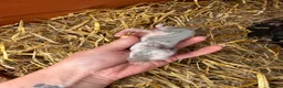French Lop rabbits for sale: Beautiful Pure French Lop Babies ♥️ - Advert 11