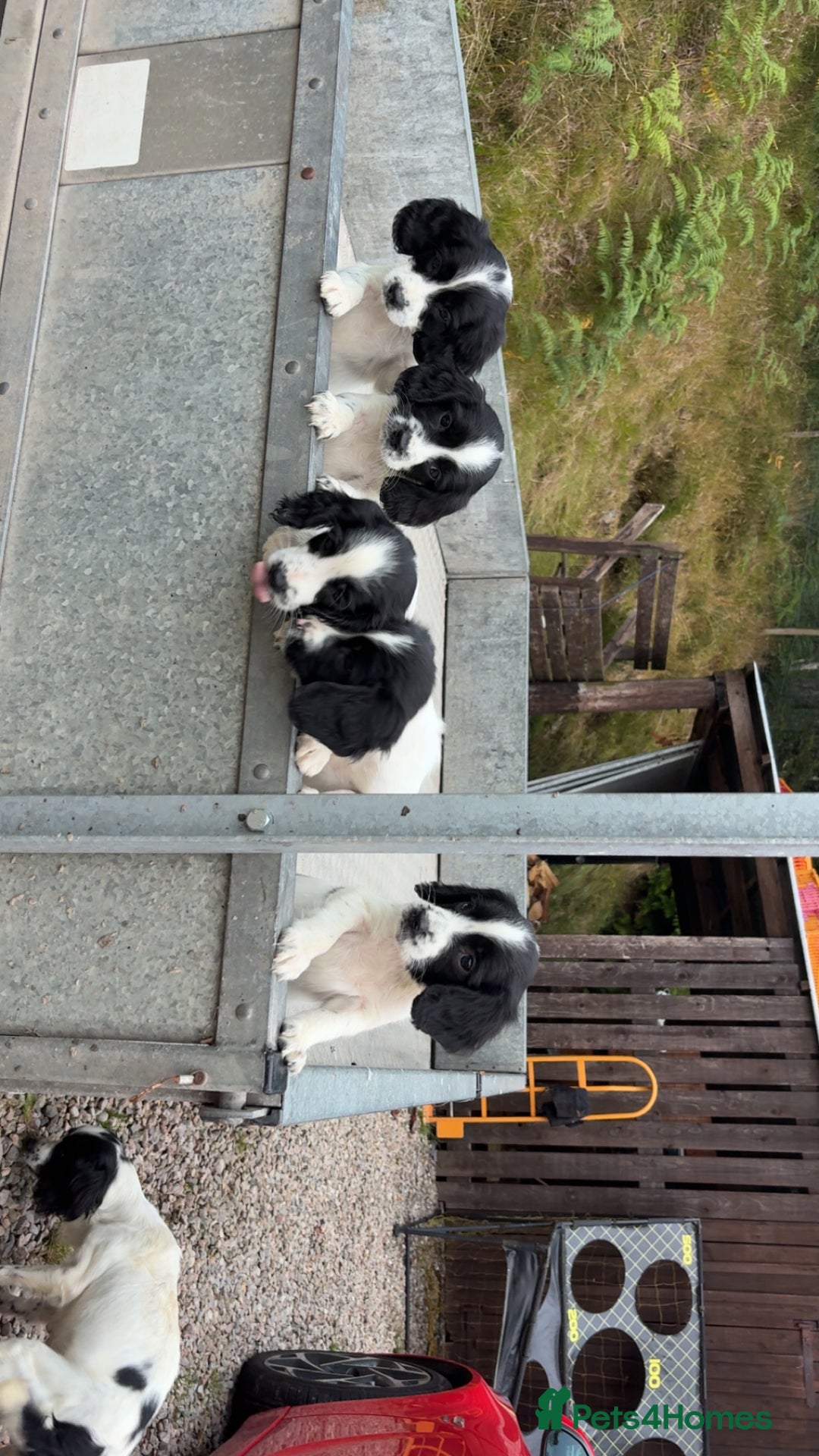 English Springer Spaniel dogs for sale: Last little ones remaining  - Image 5