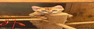 Bengal 2
