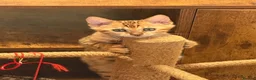 Bengal cats for sale: Gorgeous full pedigree reg bengal female kittens  - Advert 16