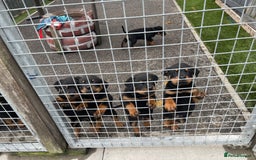 Rottweiler dogs for sale: Rottweiler/rotty puppies - Image 35