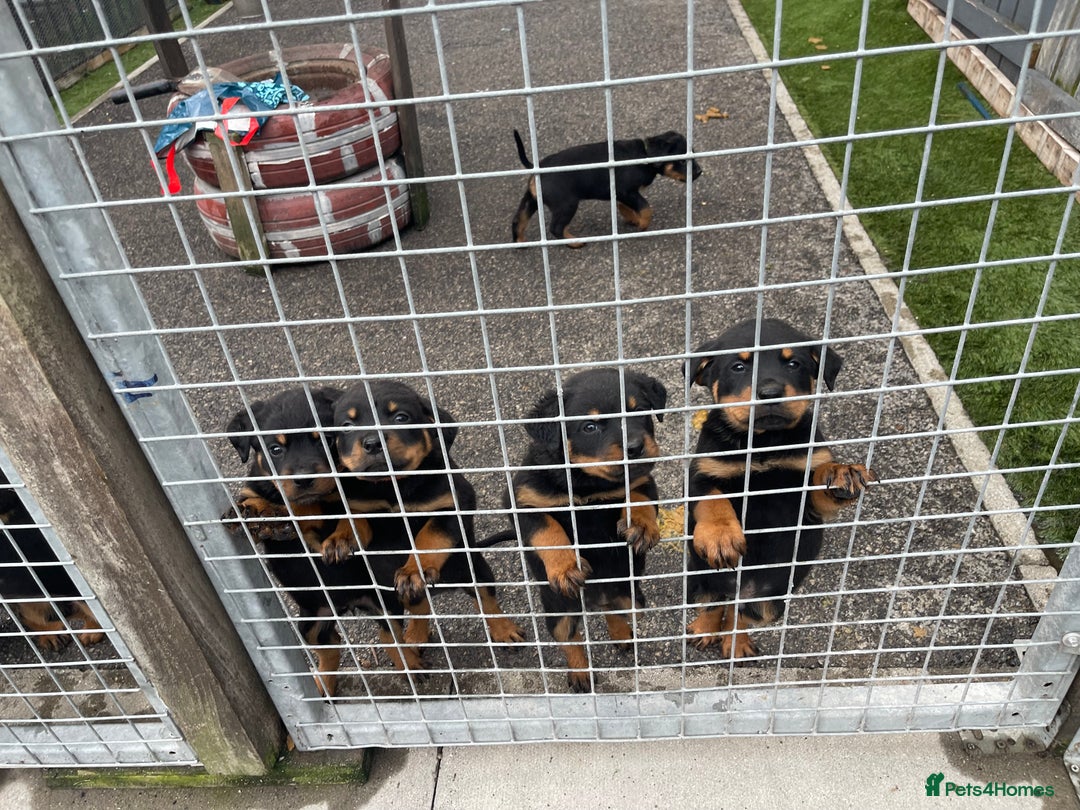 Rottweiler dogs for sale: Rottweiler/rotty puppies - Image 35