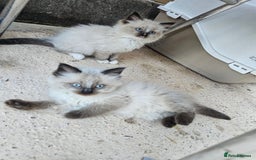 Ragdoll cats for sale: Ragdoll kittens - Image 23