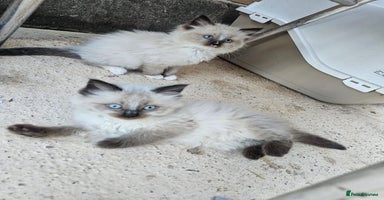 Ragdoll cats - Advert 9