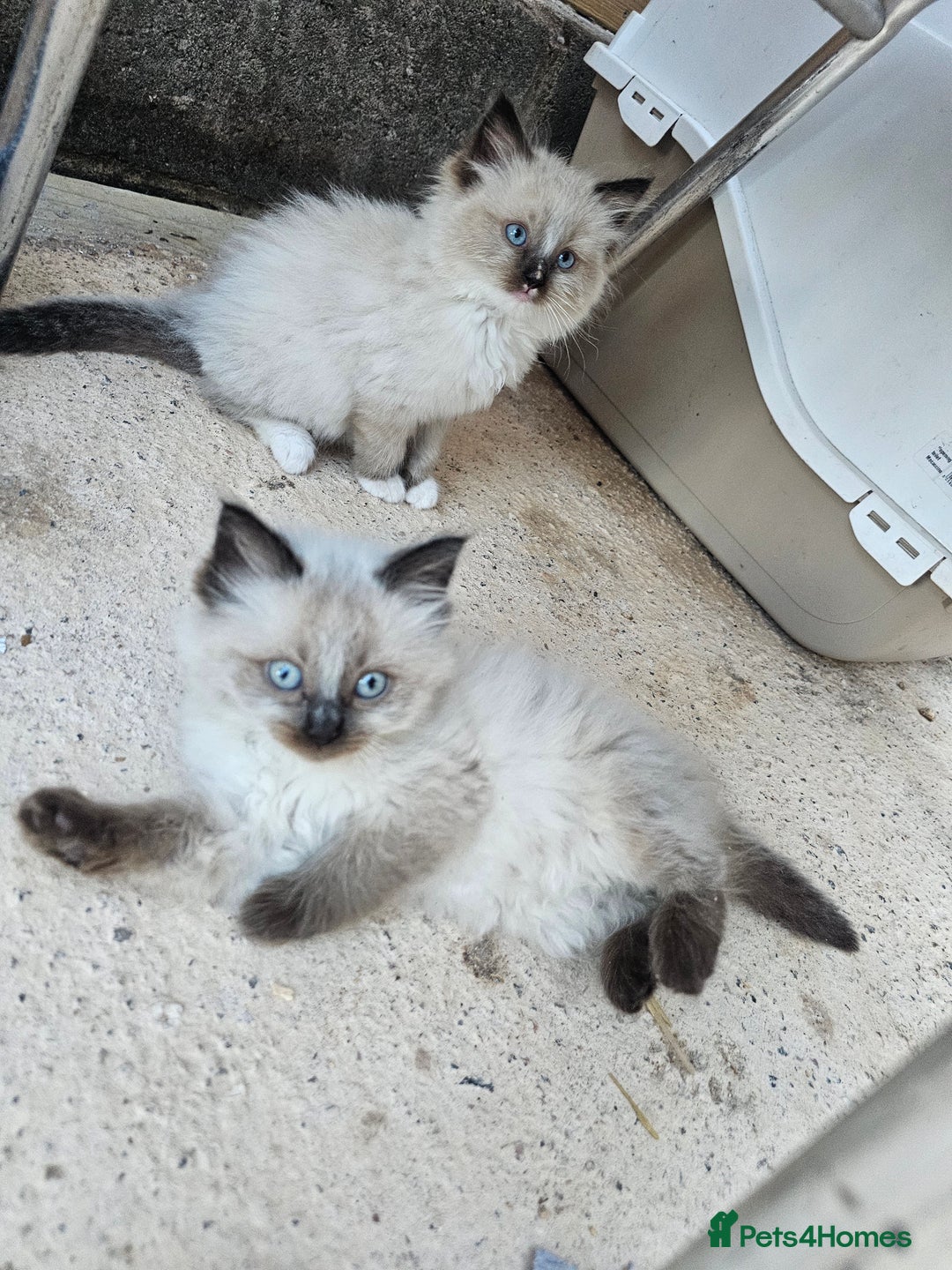 Ragdoll cats for sale: Ragdoll kittens - Image 23
