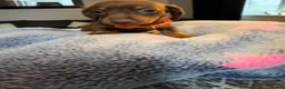 Dachshund dogs for sale: 9 beautiful babies looking for loving homes  - Advert 5