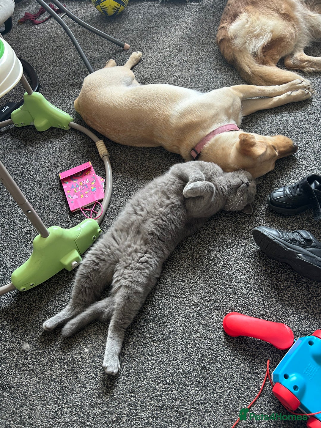 British Shorthair cats for sale: Beautiful British shorthair x kittens - Image 20