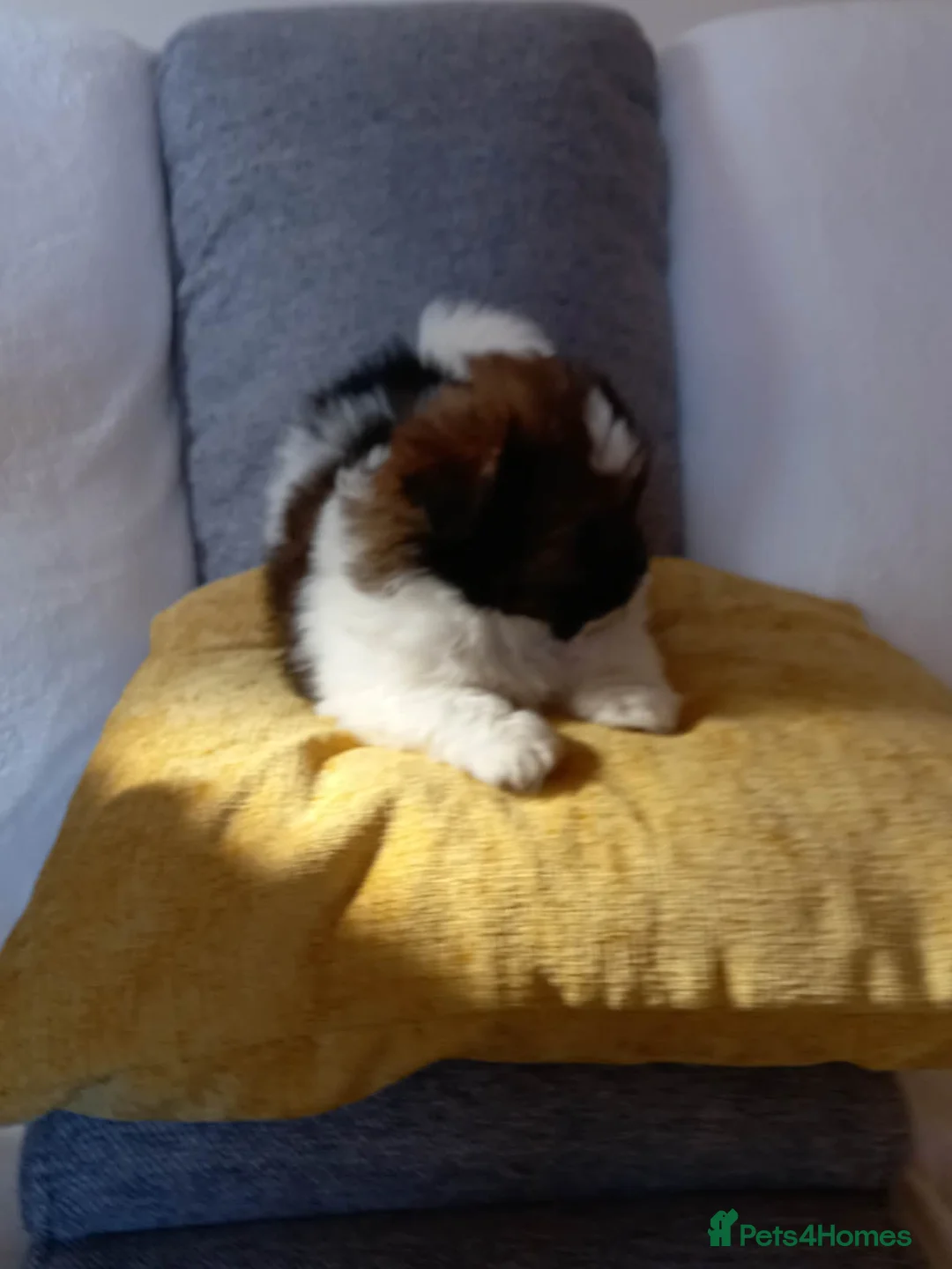 Mixed Breed dogs for sale: Shih tzu x  **  Pomeranian  in Spalding - Advert 2