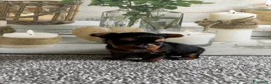 Yorkshire Terrier 2 reserved