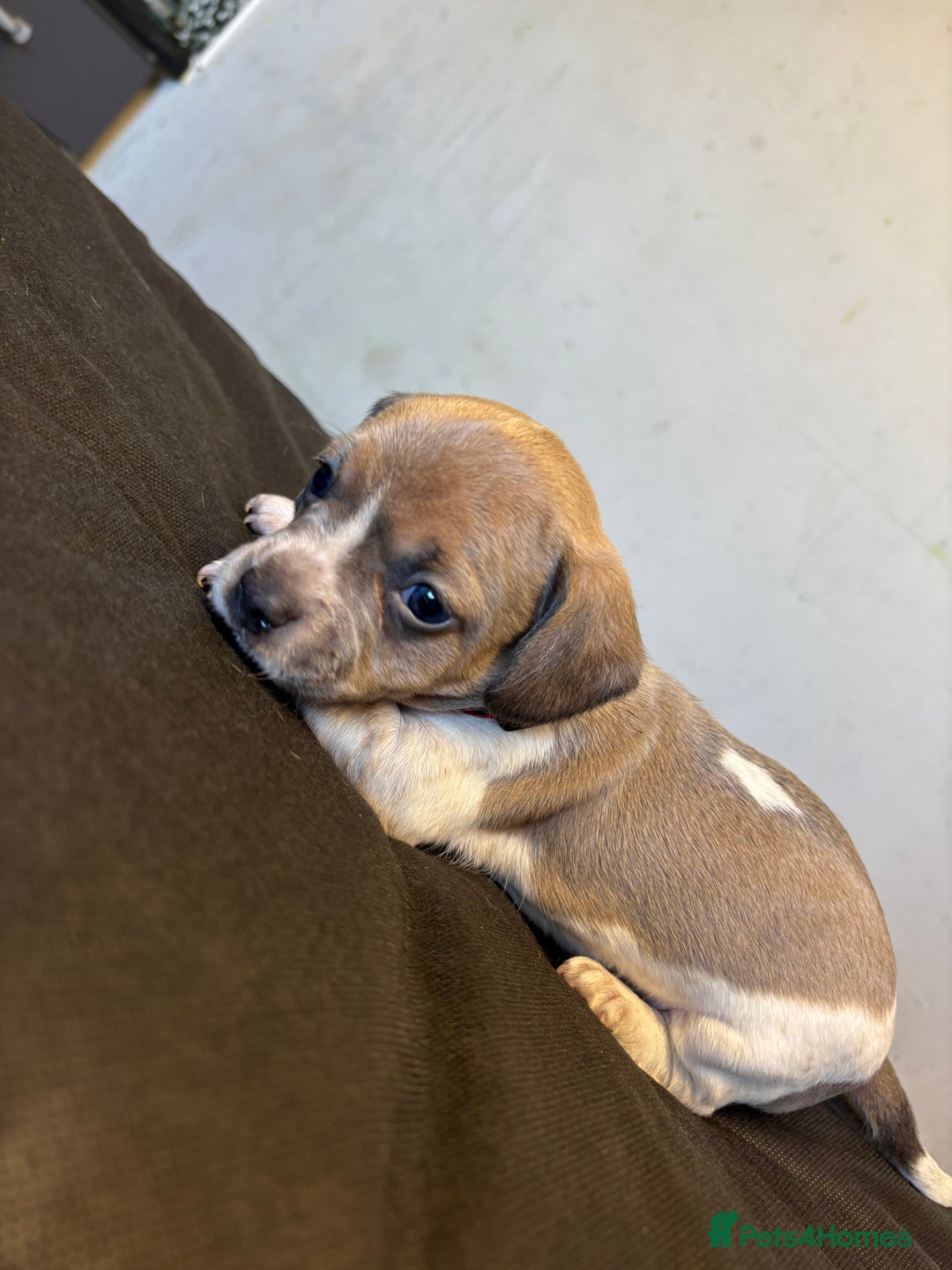 Mixed Breed dogs for sale: Dachshund cross Frenchbull dog (frenchbullwiner)p - Image 8