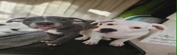 Mixed Breed dogs for sale: Staffordshire bull terrier cross puppies - Advert 7