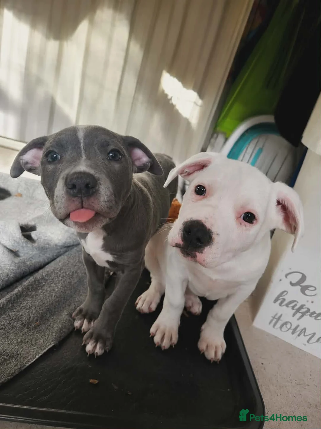 Mixed Breed dogs for sale: Staffordshire bull terrier cross puppies - Advert 7