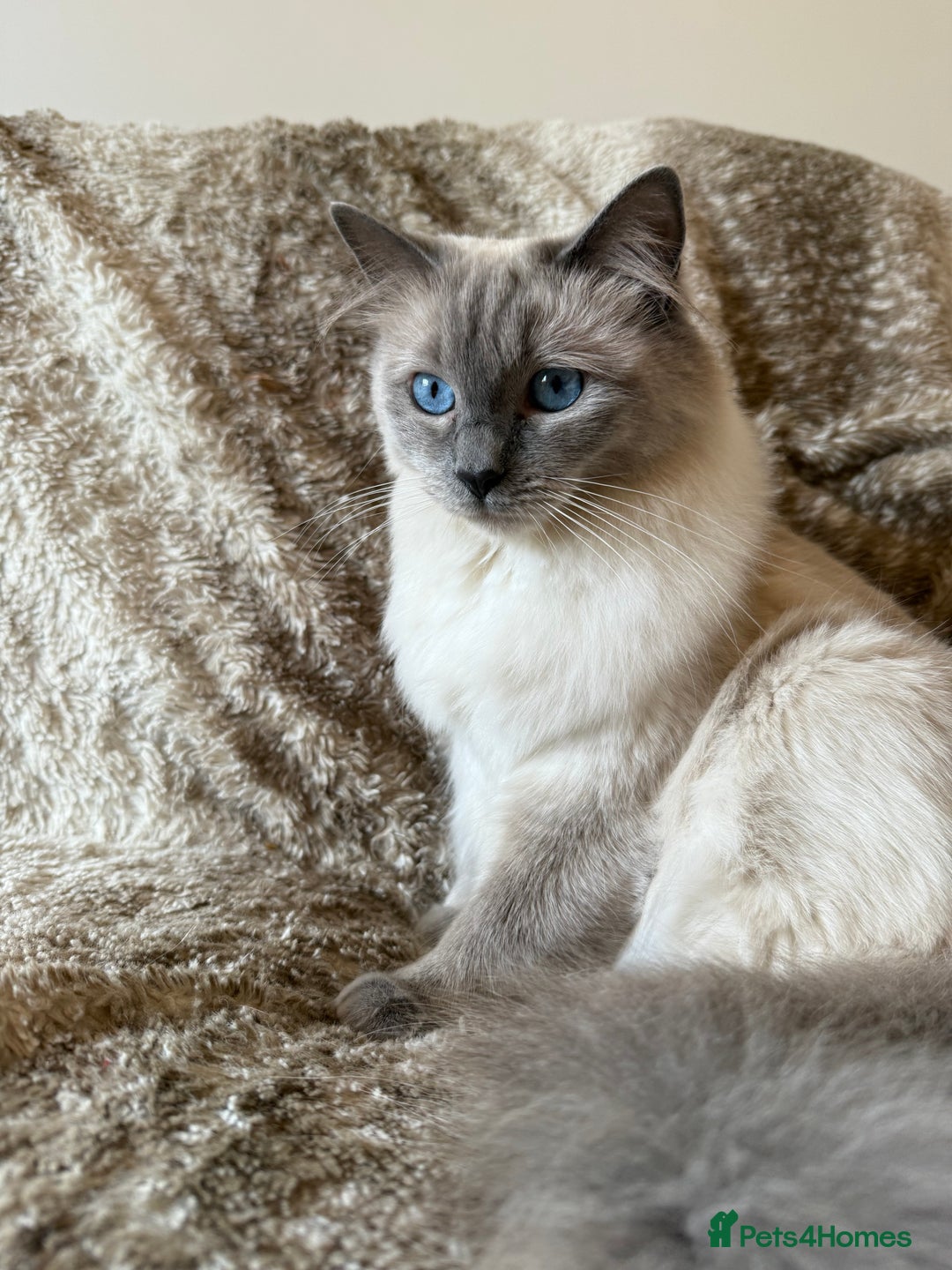 Ragdoll cats for sale: 🥰 blue Ragdolls 🥰 - Advert 2