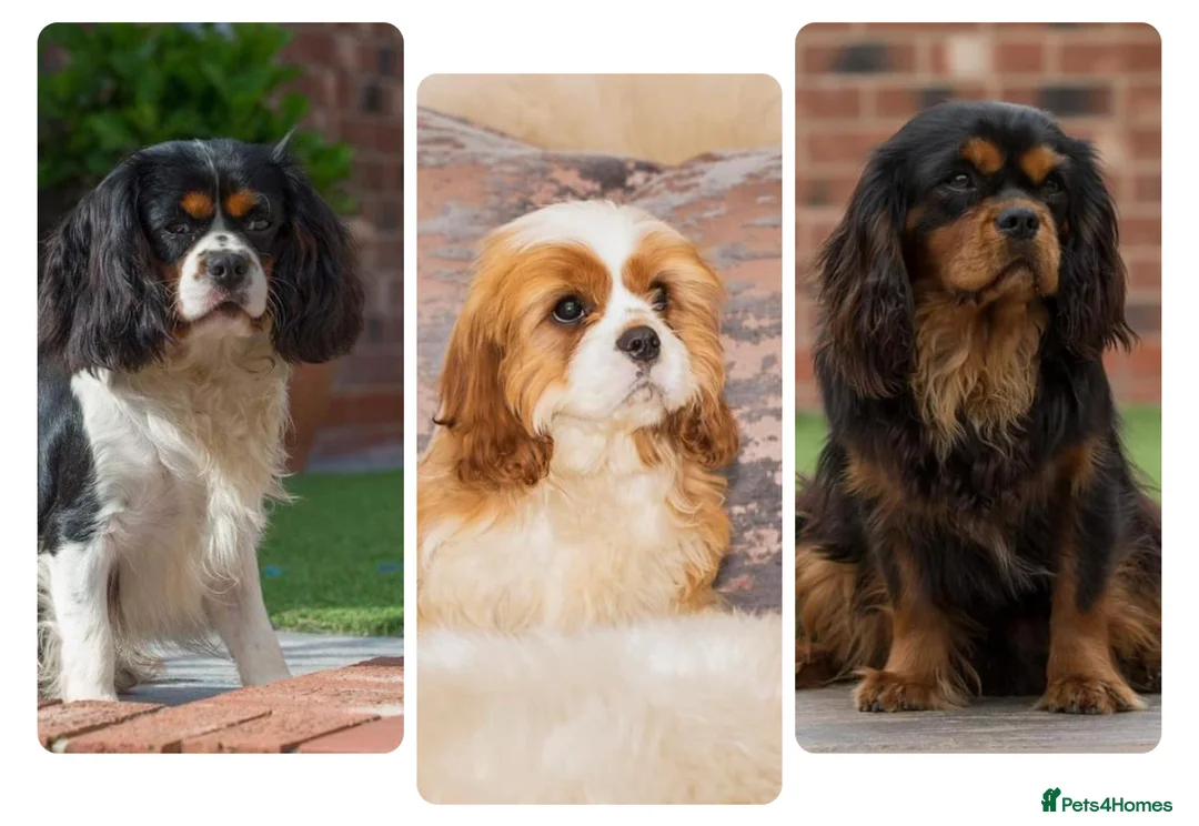Cavalier King Charles Spaniel dogs for stud: Donnajays 5⭐️health tested proven  in Stafford - Advert 1
