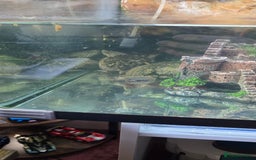 Turtle reptiles for sale: 3 Musk turtles with whole setup - Image 4