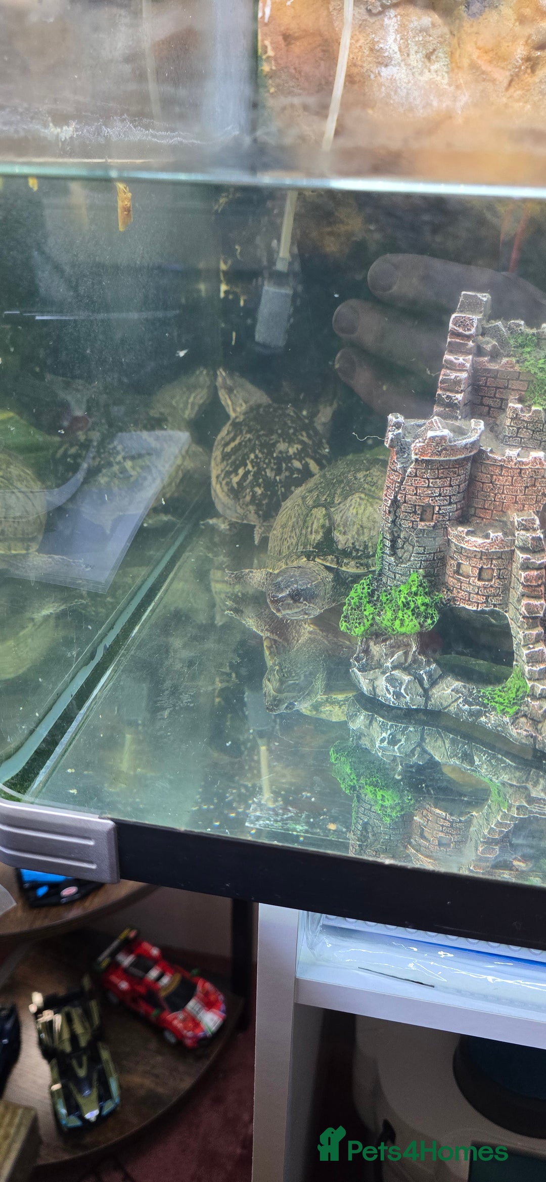 Turtle reptiles for sale: 3 Musk turtles with whole setup - Image 4