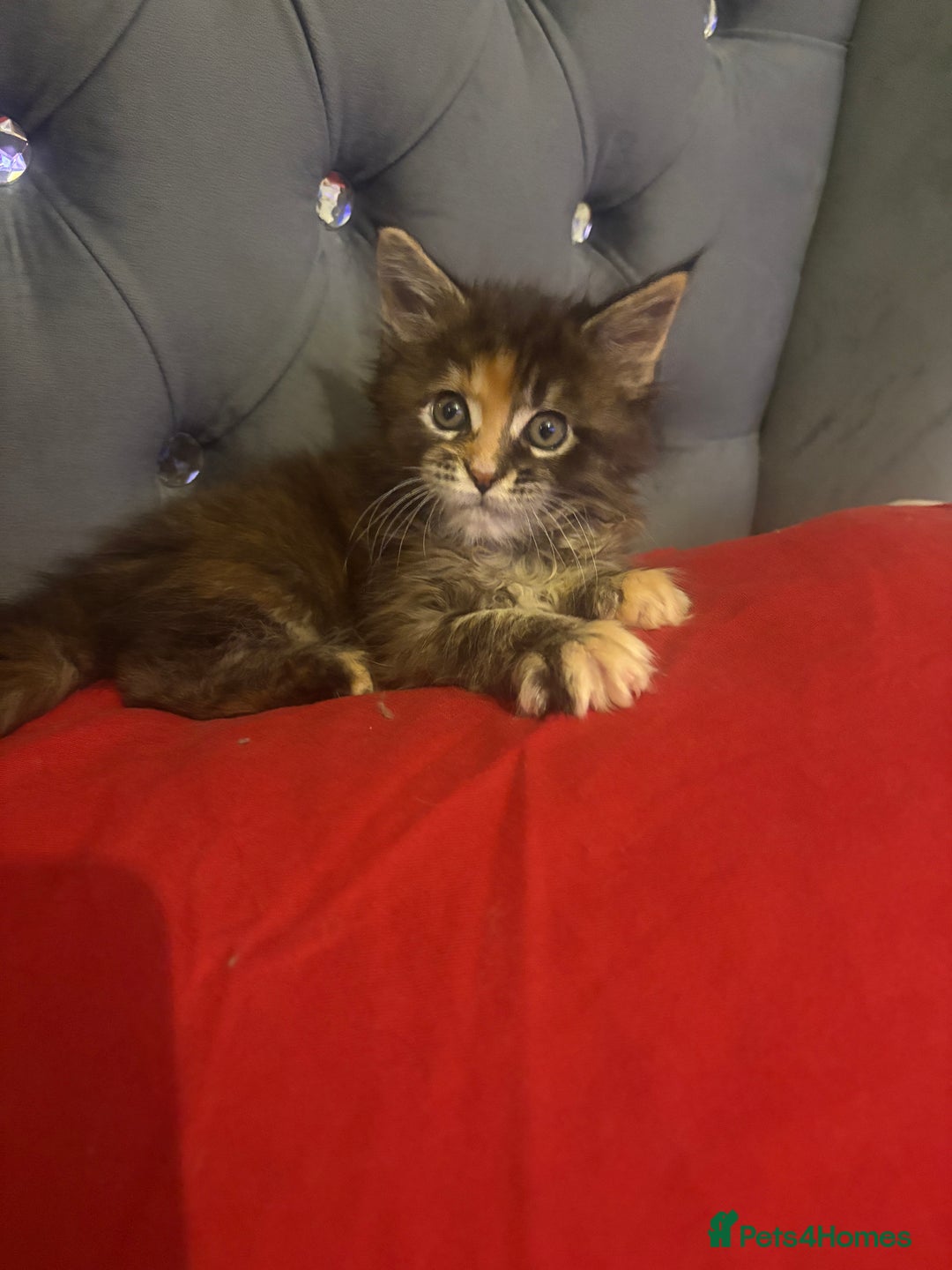 Maine Coon cats for sale: Maine coon - Image 3