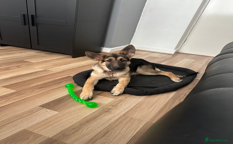 German Shepherd dogs - Advert 2