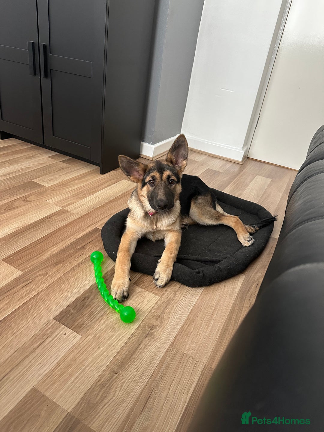 German Shepherd dogs for sale: German Shepherd 6 month old  - Image 1