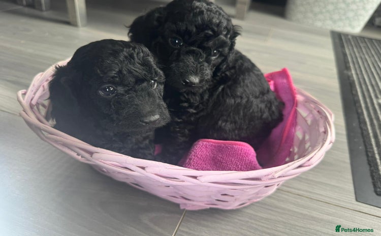 Cockapoo dogs - Advert 5