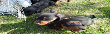 Doxiepoo 5