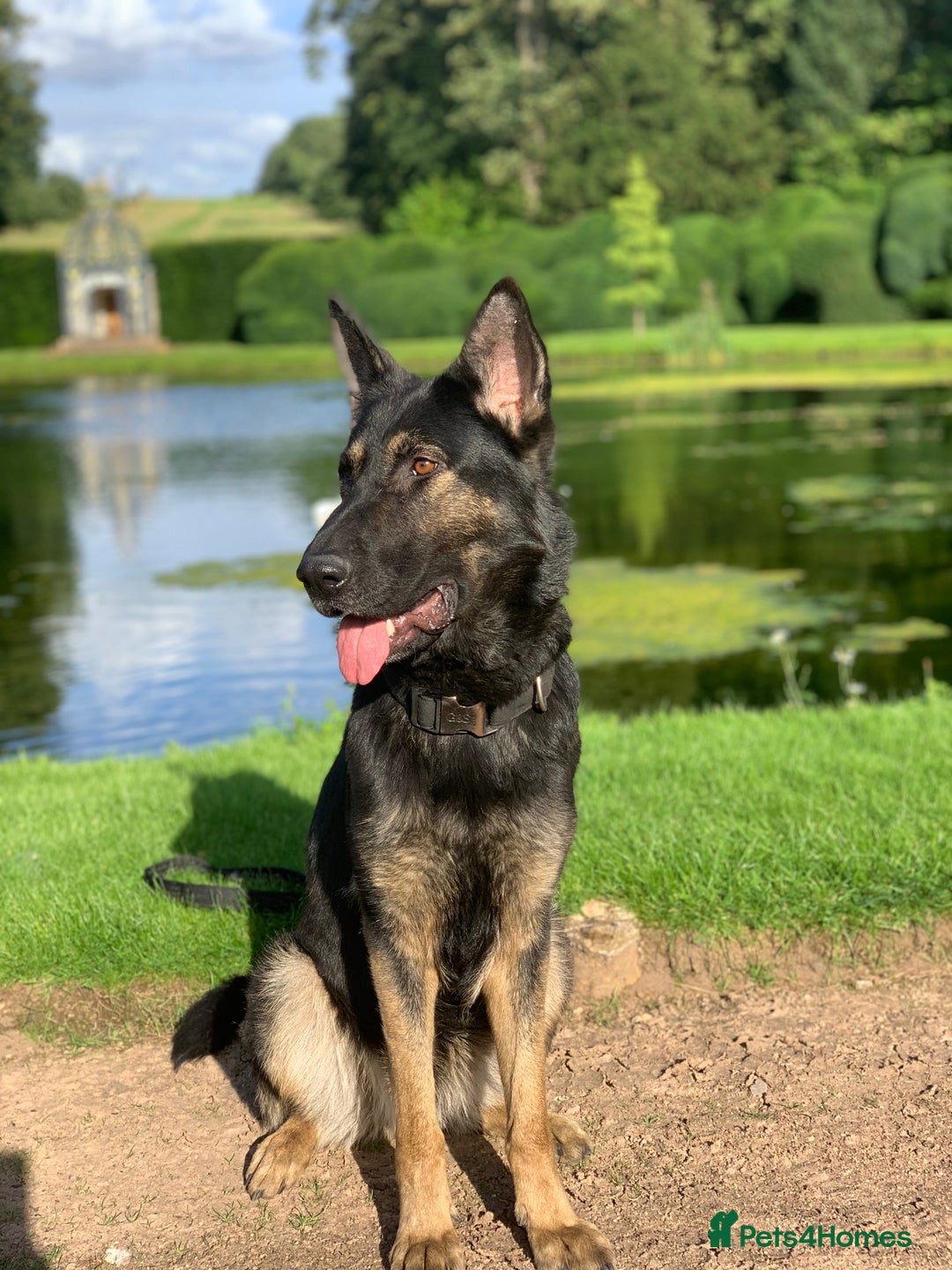 German Shepherd dogs for sale: KC Registered Working Line German Shepherd Puppies - Advert 3