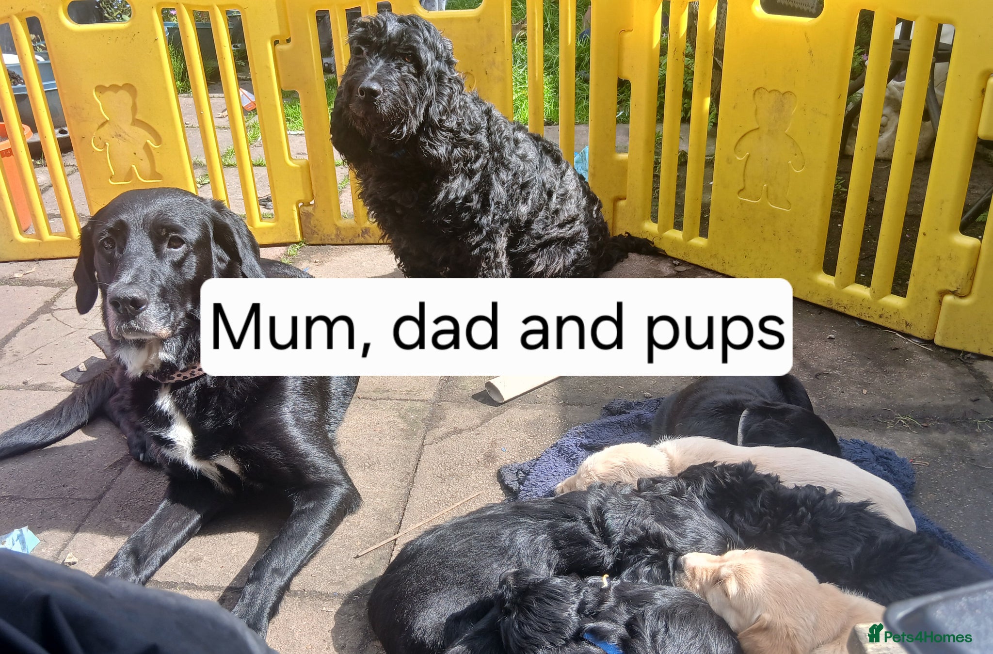 Mixed Breed dogs for sale: Ready Gorgeous Cockapoo x Gold Retriever x pups  - Advert 13