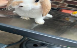 Mini Lop rabbits for sale: Mini lop  - Image 2