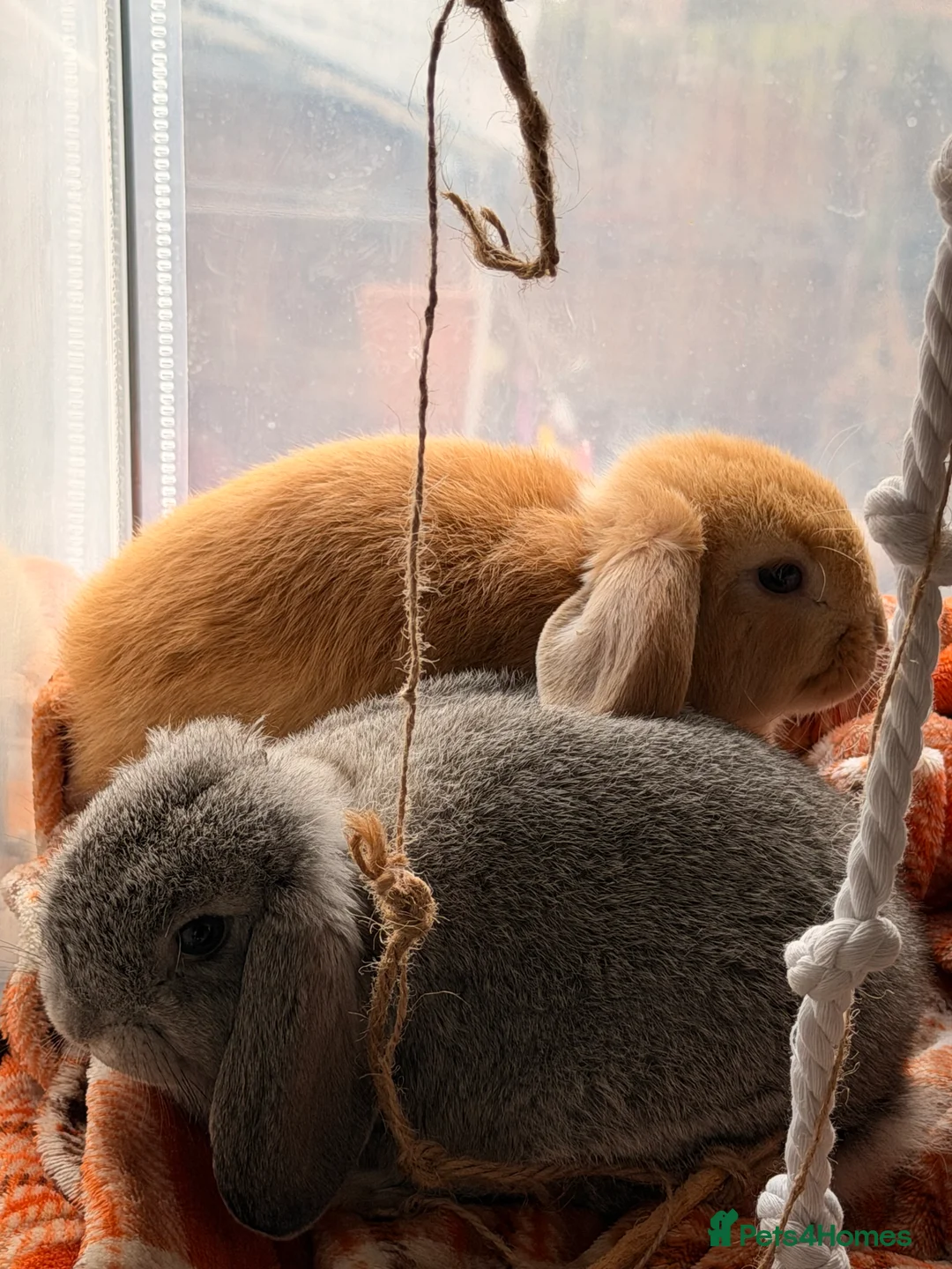 Mini Lop rabbits for sale: Two beautiful mini lop bunnies - Advert 2