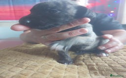 Whippet dogs for sale: Whippet Puppies - Image 25