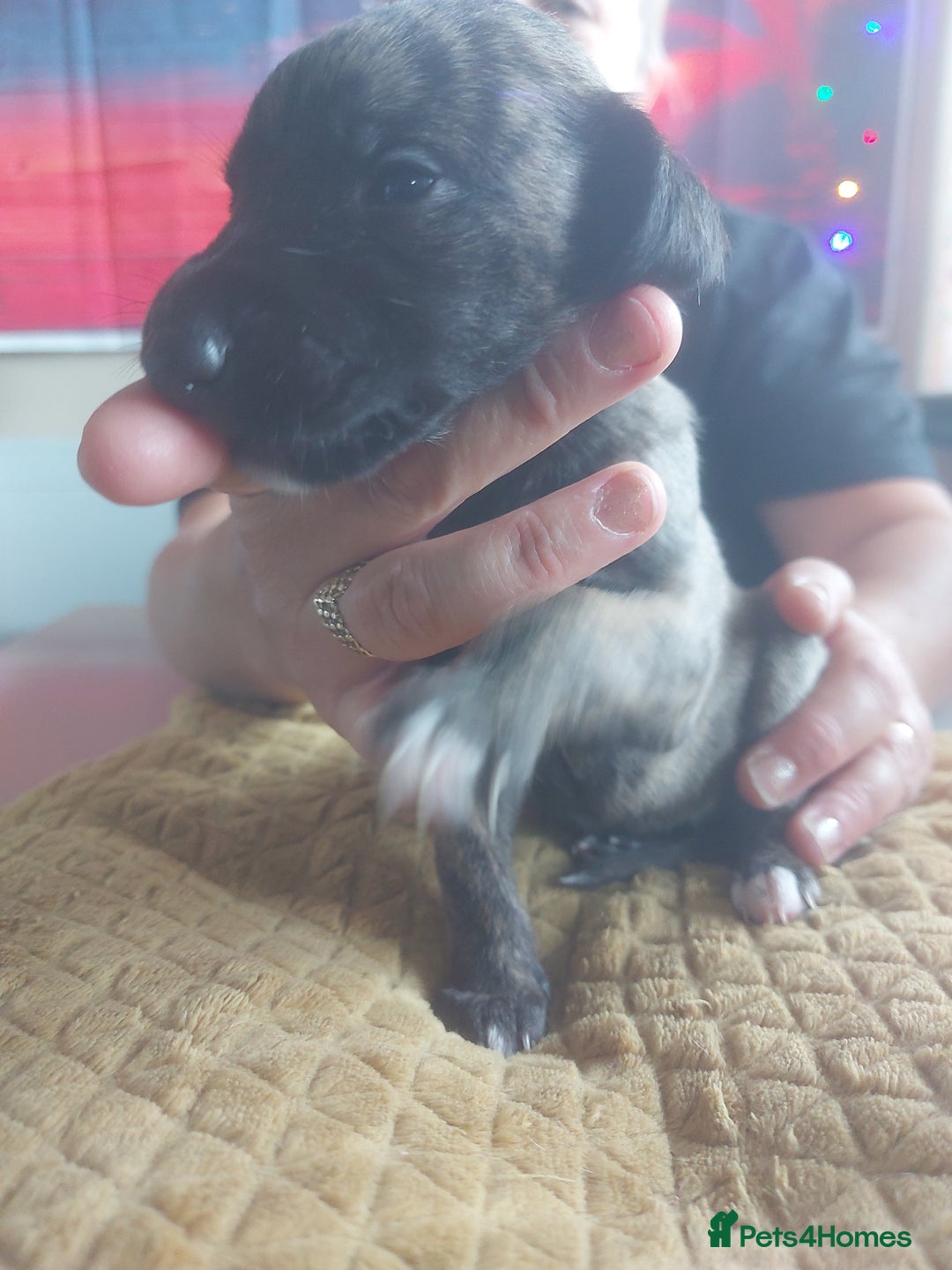 Whippet dogs for sale: Whippet Puppies - Image 25