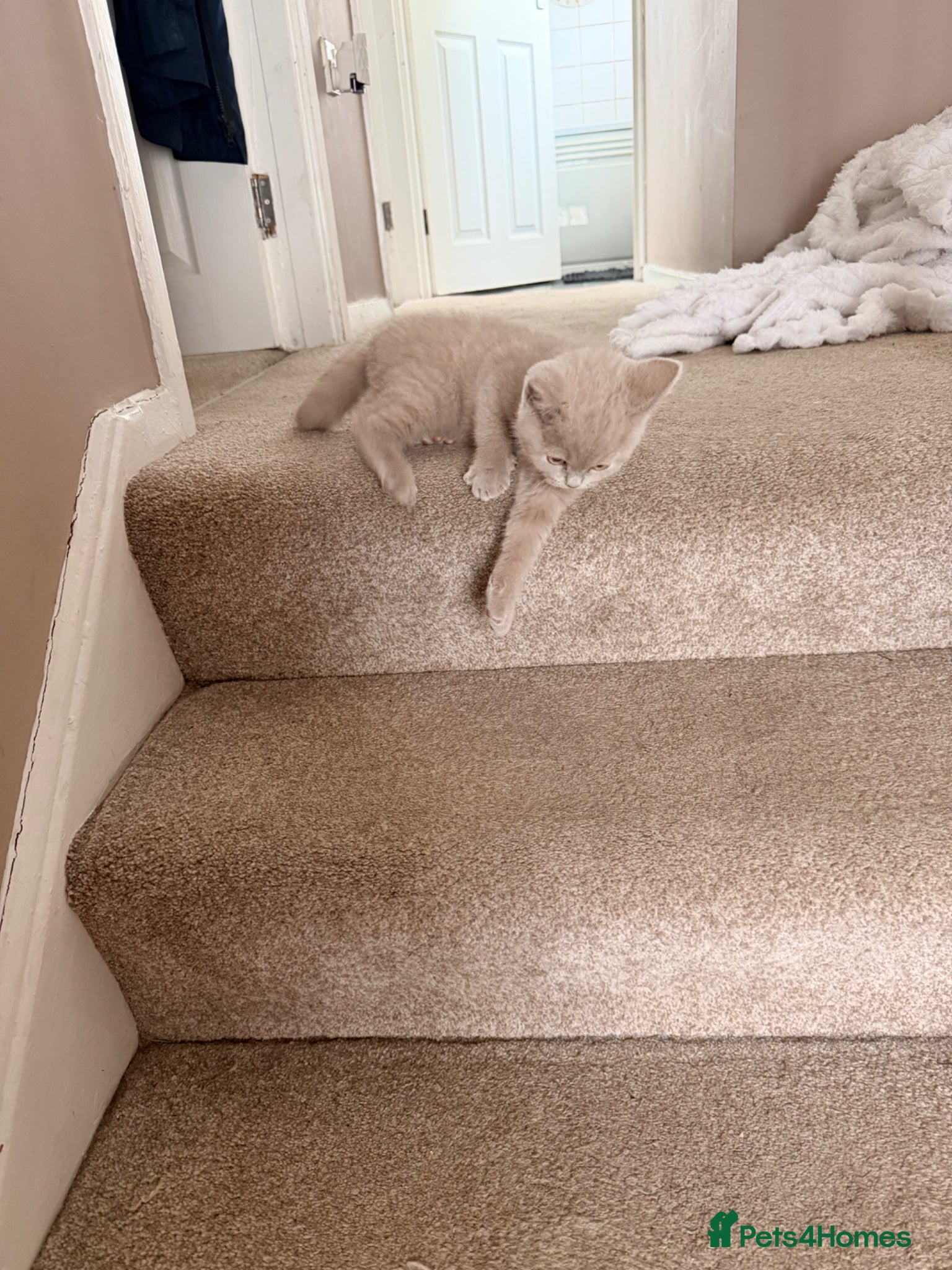 British Shorthair cats for sale: 3 gorgeous British shorthair  in Cheadle - Advert 10